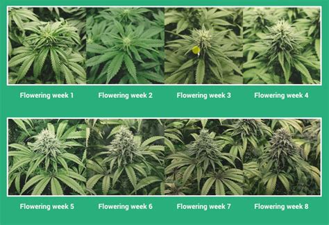 indica flower turned on|Indica Flower